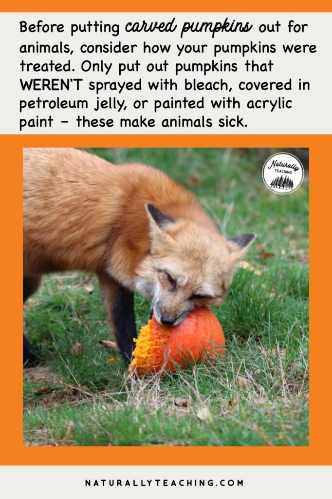 Animals, like foxes, will naturally eat pumpkins in November but you need to make sure that they are safe for animals to eat.