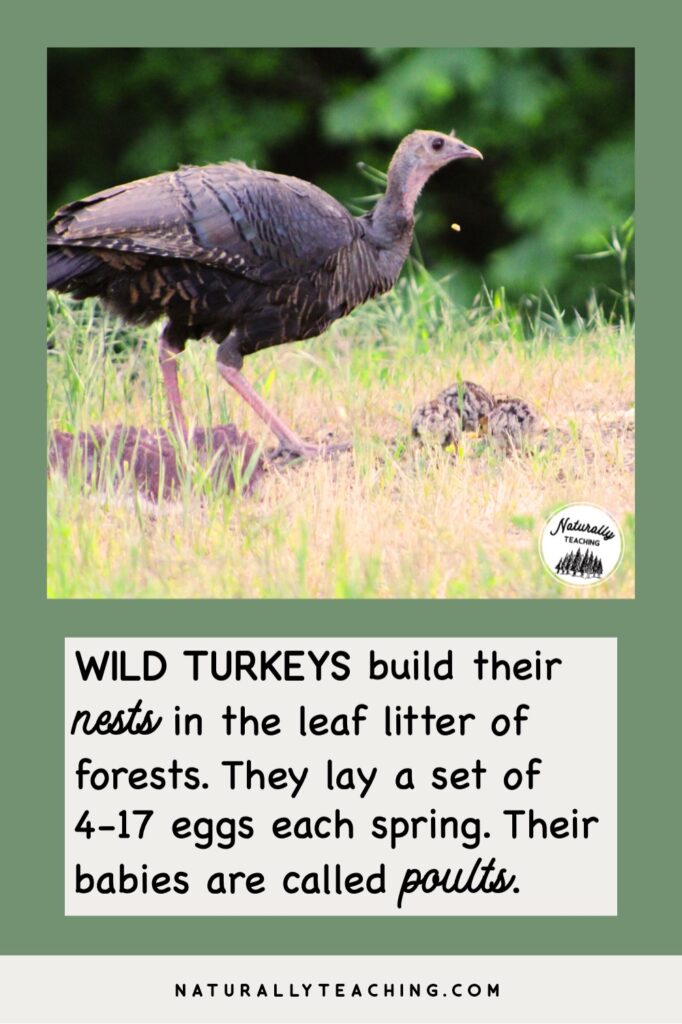 Where do turkeys build their nests? Wild turkeys build their nests in forests or on edges like this female who is foraging with her poults, or young.