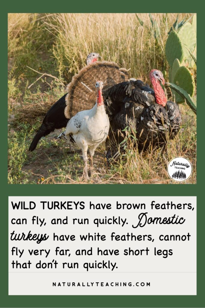 There are very distinct differences between wild turkey vs domestic turkey. As pictured, wild turkeys are brown and domestic turkeys are white.