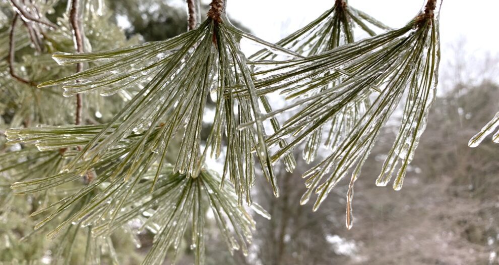 Read this guide to learn tips to begin teaching about matter in winter with your elementary students