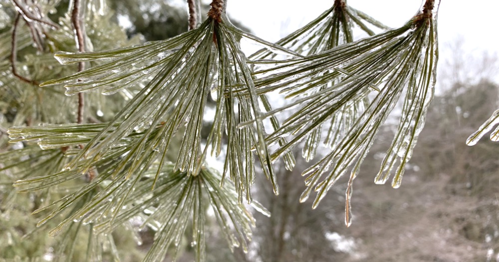 Read this guide to learn tips to begin teaching about matter in winter with your elementary students