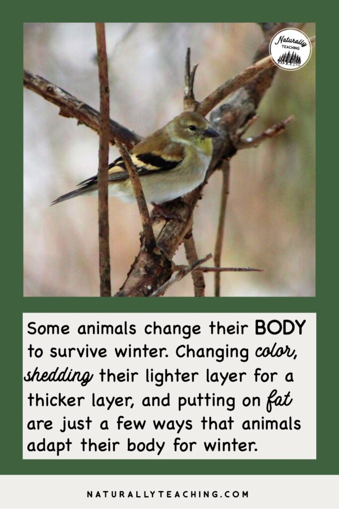 This American Goldfinch male changes from a yellow and black coloration during mating season to an olive coloration in winter to avoid predation