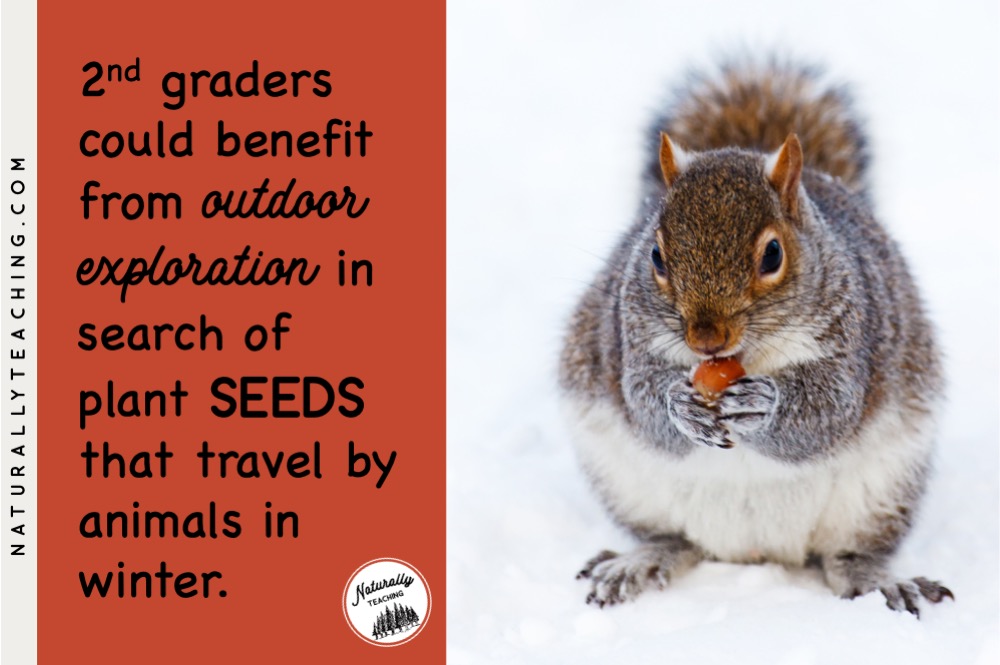 Squirrels and other animals rely on seeds to survive winter and accidentally help the seeds travel to new locations