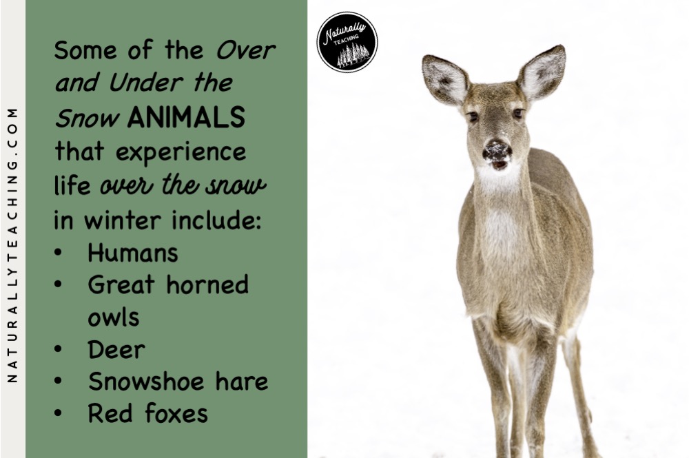 Like White-tailed deer, many animals adapt their body and behavior to remain active during the winter
