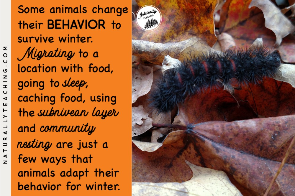 Giant leopard moth caterpillars spend the winter sleeping in the leaves in a state of dormancy called diapause.