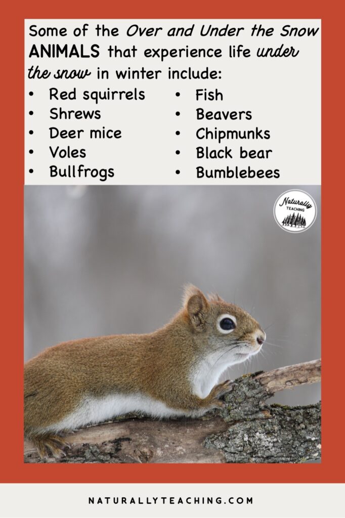 Like Red squirrels, there are many other animals that use the subnivean layer to survive winter