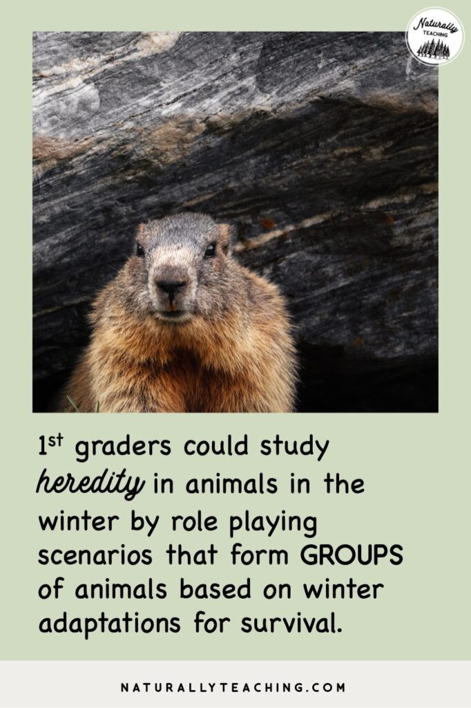 Woodchucks belong to hibernators, animals that put on fat for winter to live off of while they sleep all winter long.