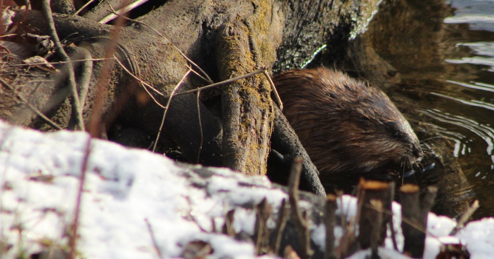 “Over and Under the Snow” by Kate Messner: Teaching Animal Adaptations