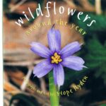 Wildflowers Around the Year by Hope Ryden
