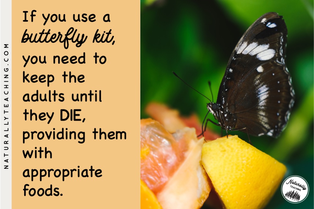 Like this butterfly, some species will eat rotting fruit.
