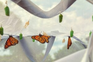 Read this interview to learn about the conservation implications for using a raising butterflies kit in your elementary classroom