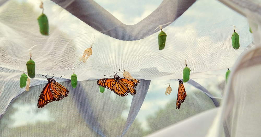 Read this interview to learn about the conservation implications for using a raising butterflies kit in your elementary classroom