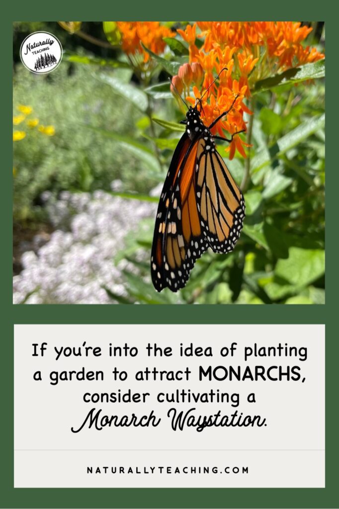 Monarch Watch suggests using at least 10 milkweed plants preferably of two different species like this Butterfly weed.