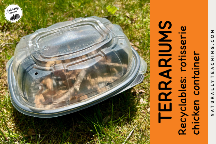 Rotisserie chicken containers make great terrariums.