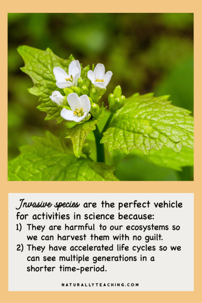 It's beneficial to our native ecosystems to remove invasive species, like this garlic mustard, to study more closely in our classrooms.