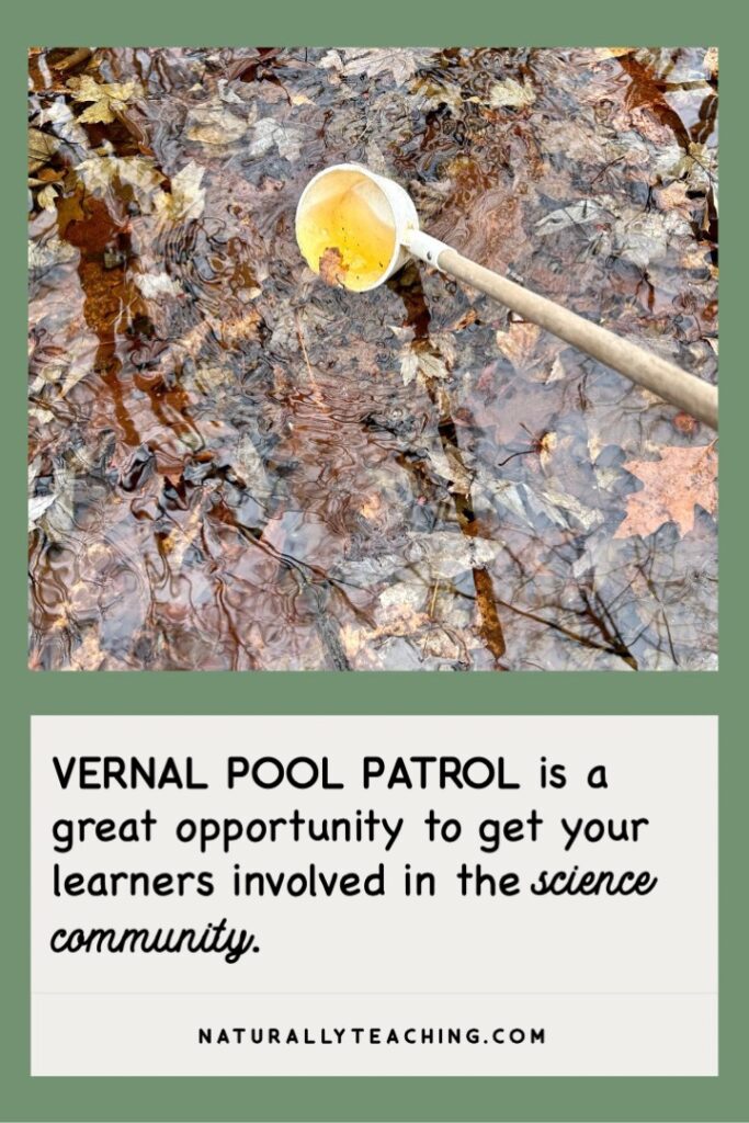 Dipping in vernal pools can give your learners a better understanding of the biodiversity of these incredible little wetlands.