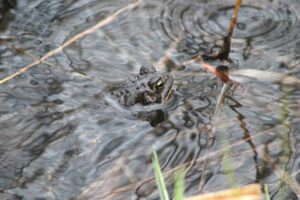 Read about frogs and toads together and how grouping can lead to a better chance at survival