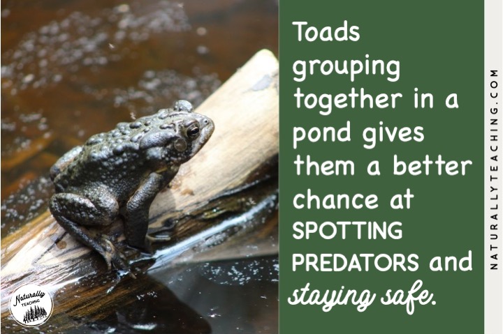 Toads group together in a knot in ponds during mating seasons.