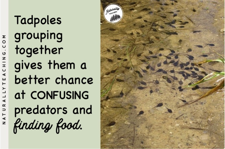Tadpoles group together in a school after hatching from their eggs.