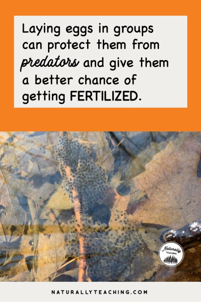 Frogs, toads, and salamanders lay eggs in groups called masses and rafts.