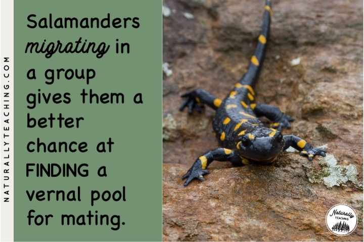 Salamanders group together in a congress after migrating to vernal pools.