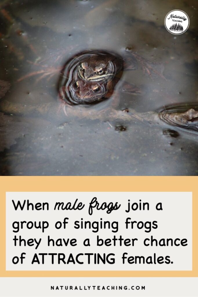 Male frogs group together in a chorus during mating season.