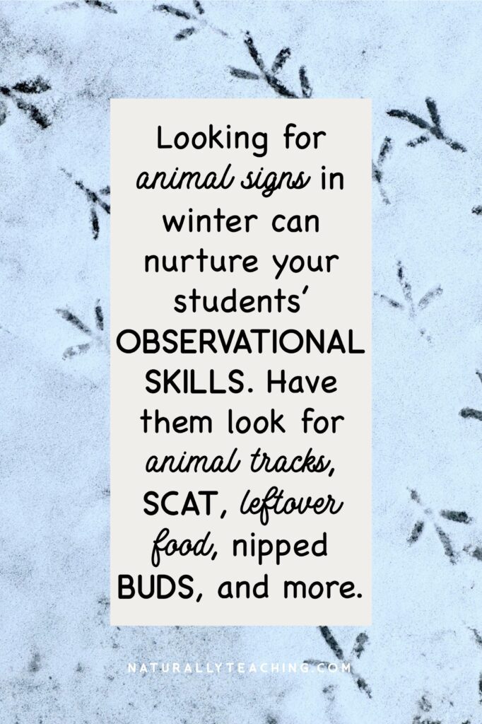 Tracks, scat, leftover food, nipped buds, and more are signs that animals are active during winter.