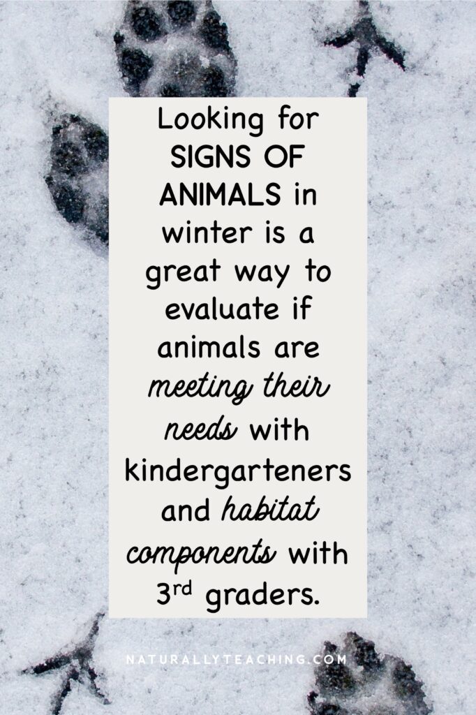 Tracks, scat, feathers, discarded food, and more are all signs of animals meeting their needs in winter.