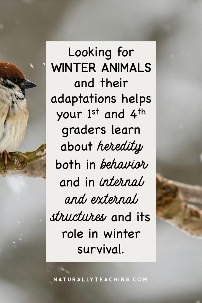 Winter animals and hibernation are all around us in winter just like this sparrow.
