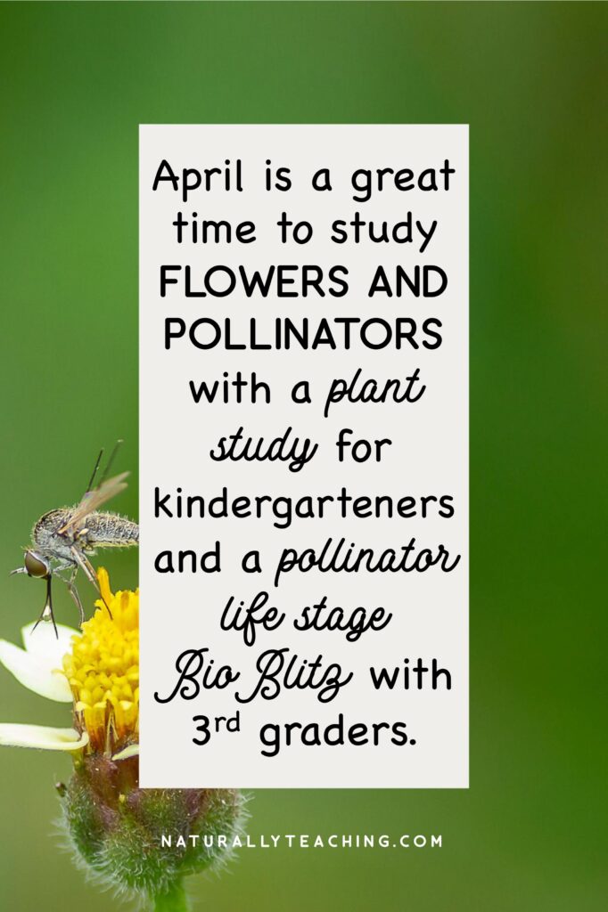 There are many different flowers and pollinators that can be found in the spring, making it the perfect time to talk pollination!