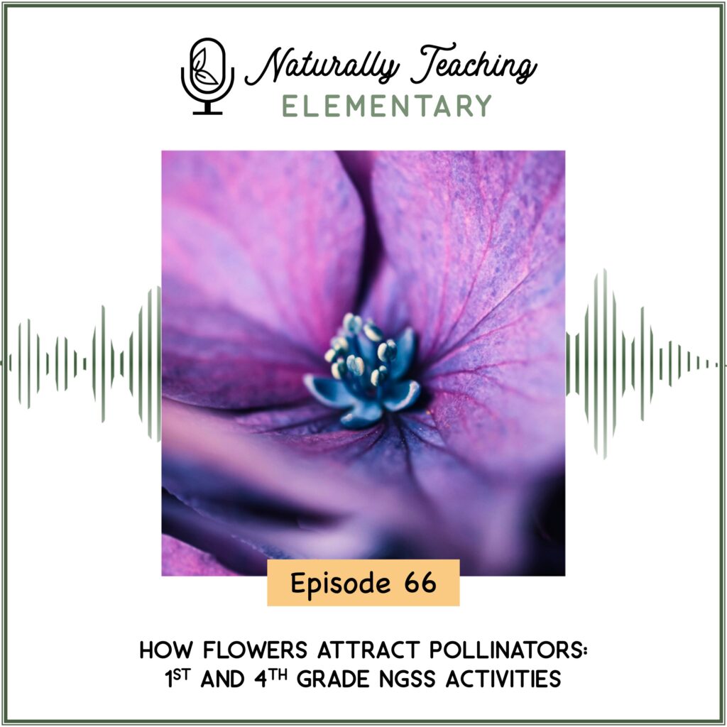 Ep. 66: How Flowers Attract Pollinators: 1st and 4th Grade NGSS Activities