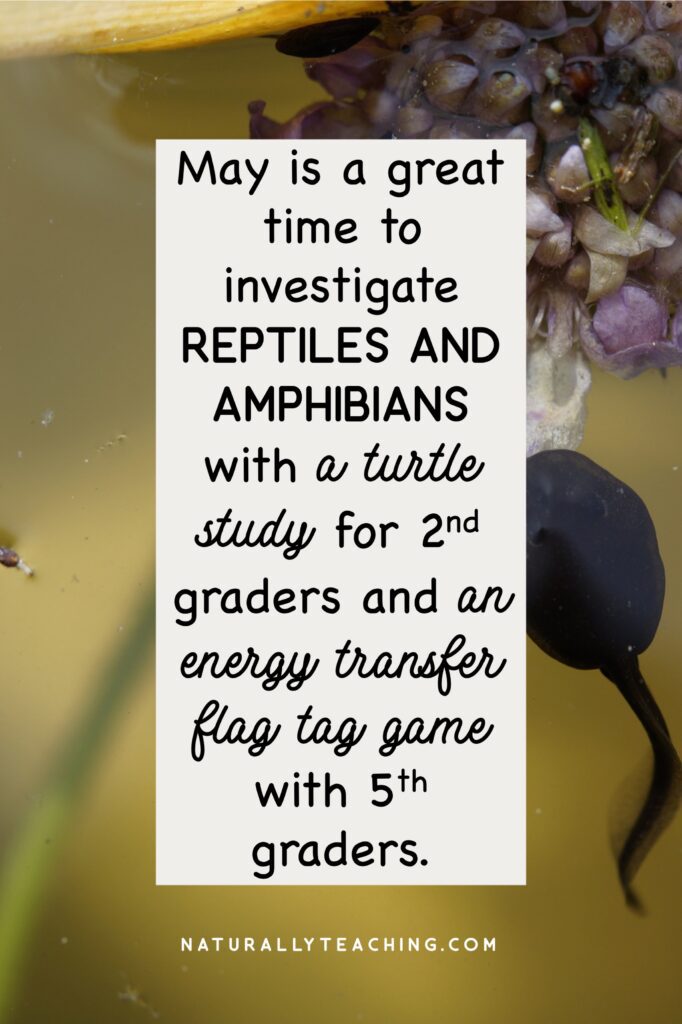 A reptiles and amphibians list is a great way to continue investigating animal diversity and food chains.