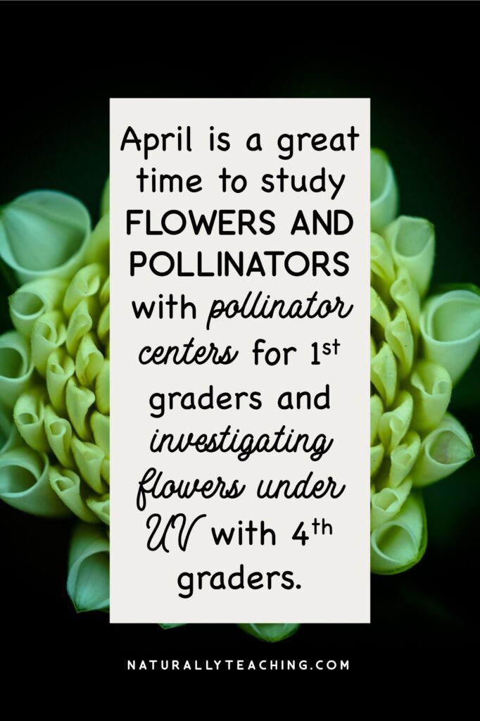 How flowers attract pollinators is a great way to start your talks about pollination partners.