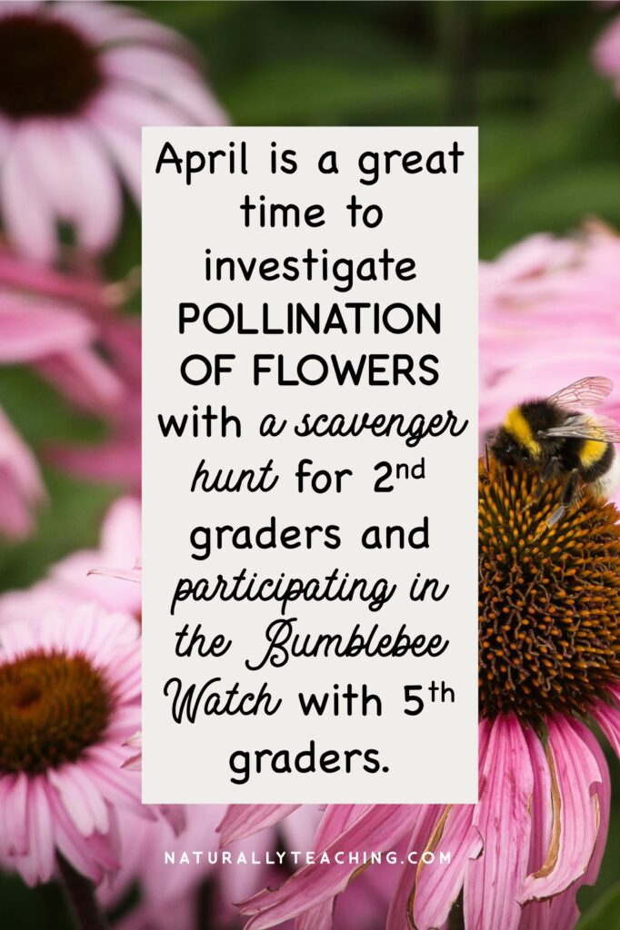 The pollination of flowers is a great way to investigate an animal's role in pollinating and food chains.