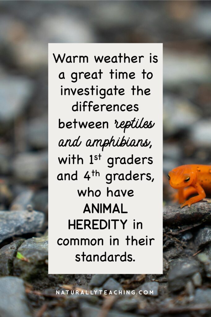 This Red Eft is the terrestrial stage of the Eastern Newt and its bright color suggests that it is poisonous to predators.