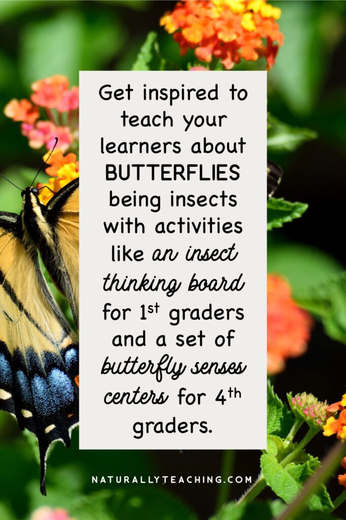 Activities about insects and their characteristics can help your learners answer the question, "are insects butterflies?"