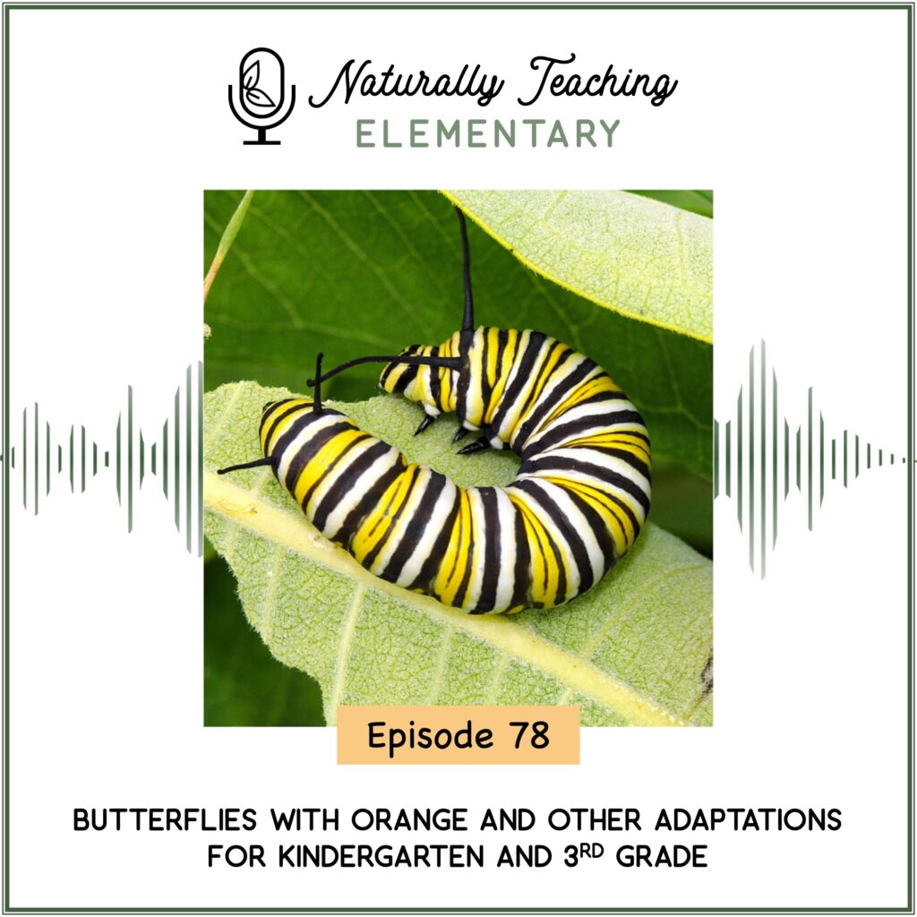 Ep. 78: Butterflies with Orange and Other Adaptations for Kindergarten and 3rd Grade