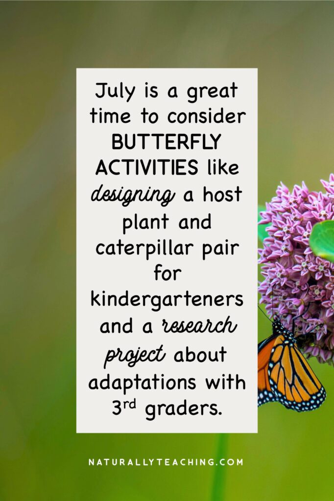 Butterflies with orange and other adaptations can help you teach your Kindergartens and 3rd graders so much about butterflies!