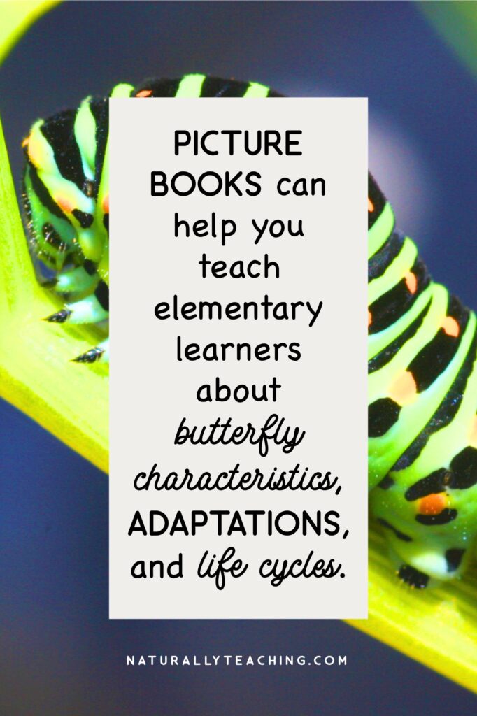 Butterfly books can help teach students a lot about butterflies including the life stages like this caterpillar.
