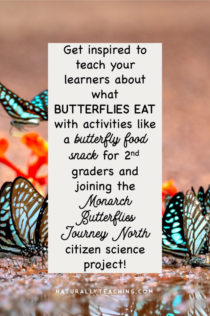 Activities about what butterflies eat can help your learners investigate pollination and food chains!